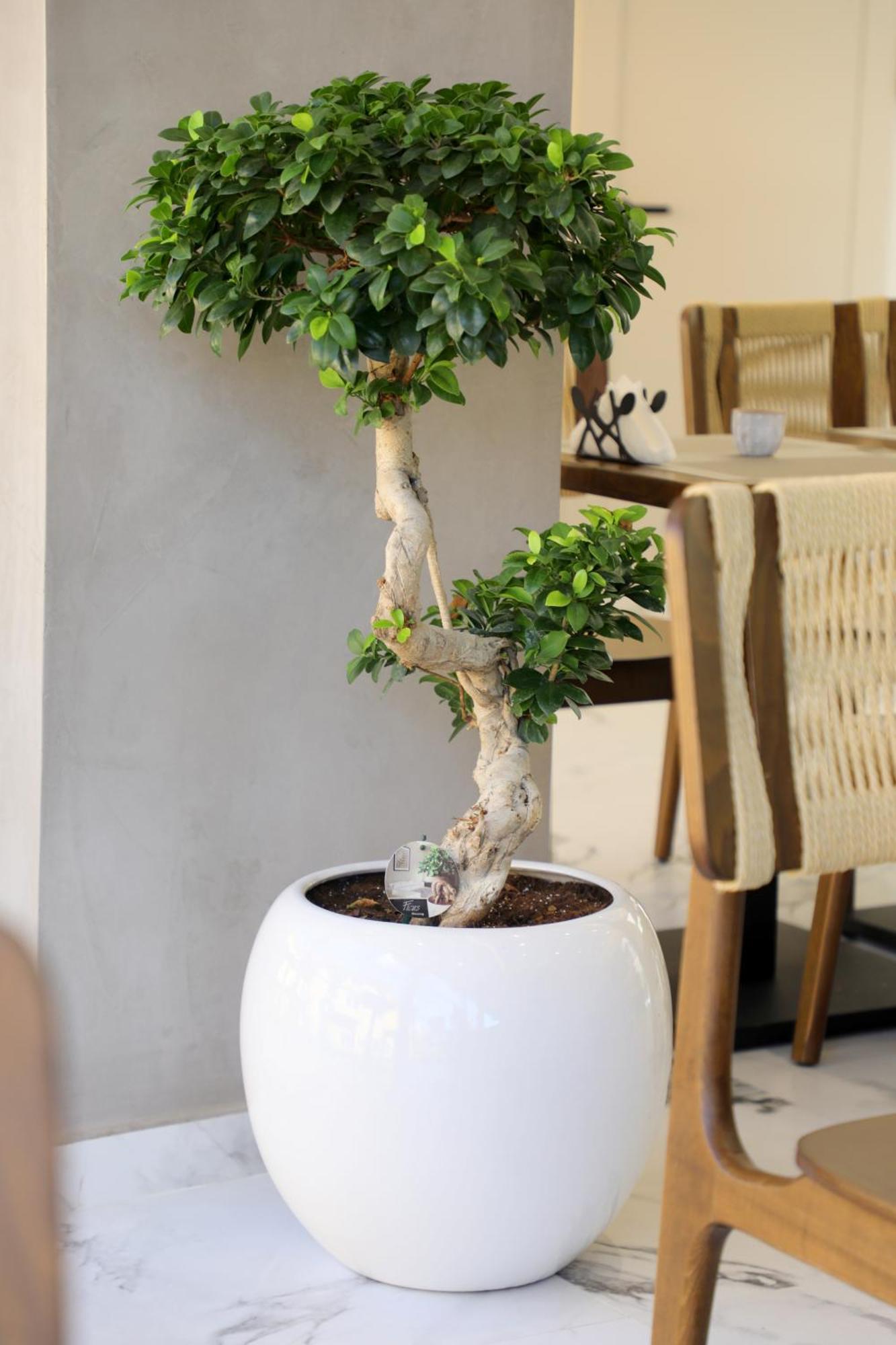 סרנדה Niklas Boutique Hotel מראה חיצוני תמונה